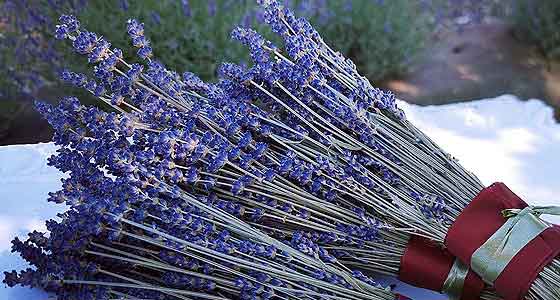 Lavendel-Trockensträuße